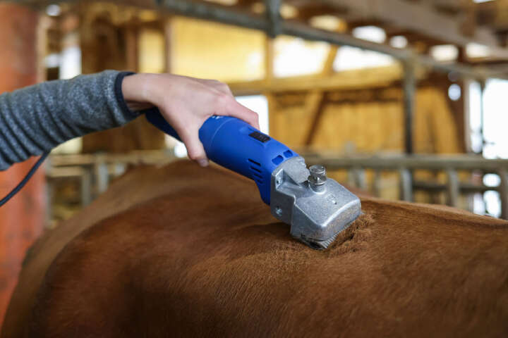 AESCULAP Schermaschine Econom II für Rinder und Pferde